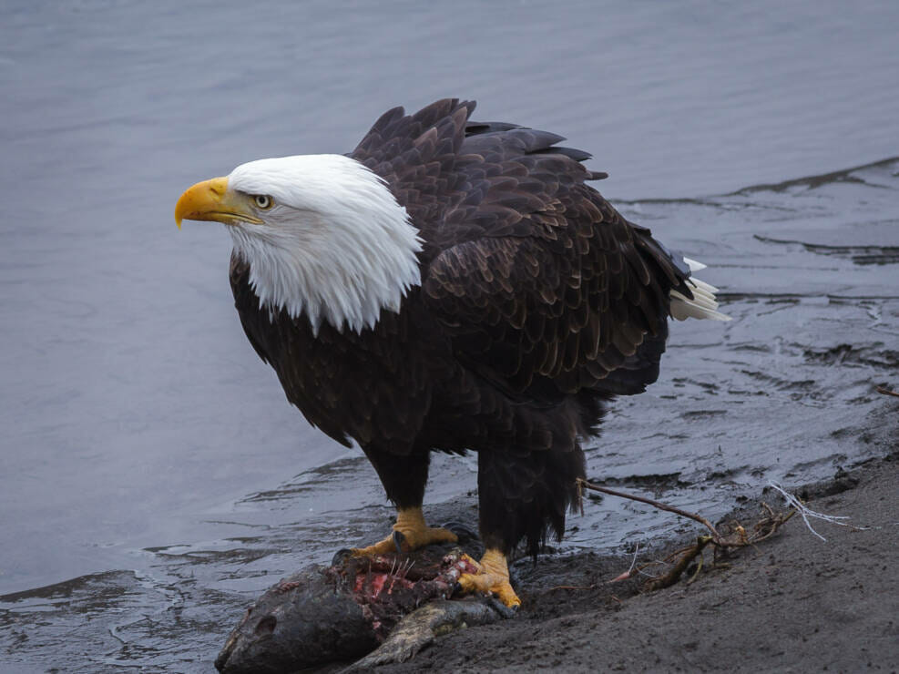Nooksack River Bald Eagle