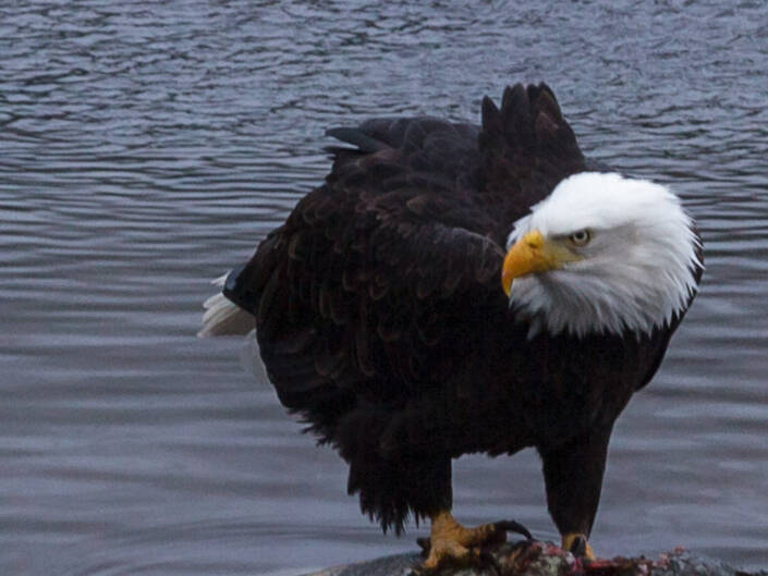 Nooksack River Bald Eagle
