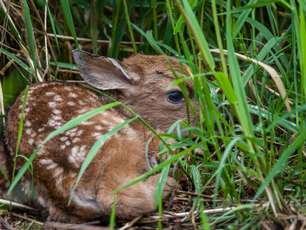 Young Black Tail Fawn