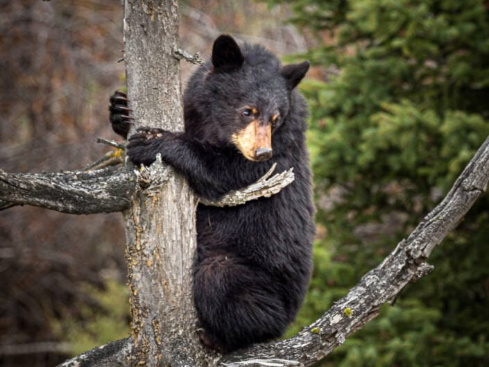 Yearling Black Bear Cub in Tree