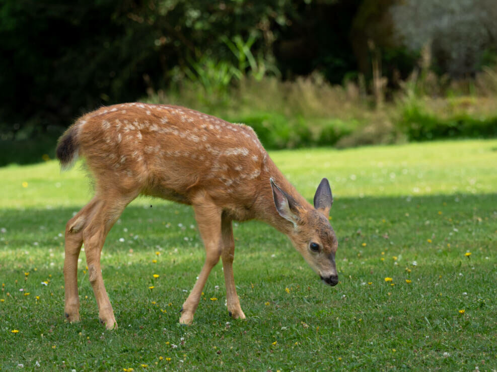 Young Blacktail Fawn