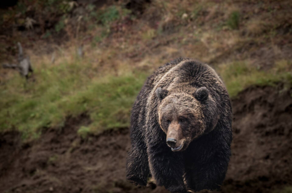 Male Grizzly with Elk Kill