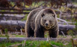 Female Grizzly_24_05157