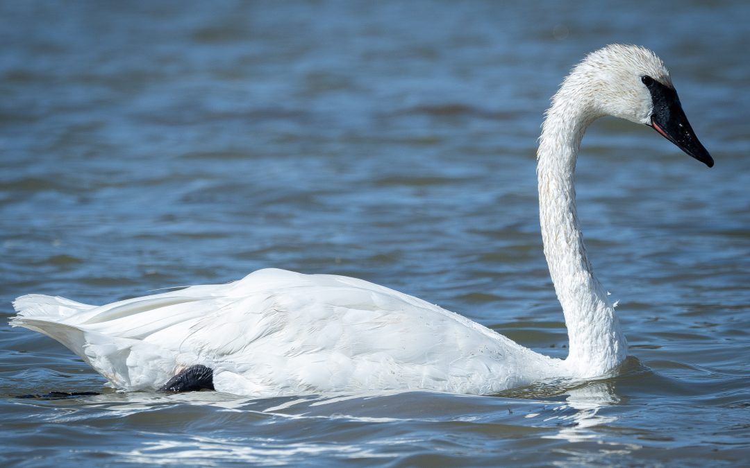 Trumpeter Swan_2019-09-25-166