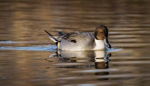 Pintail Drake_2023-11-25_95c