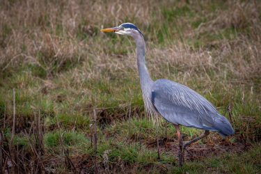 Great Blue Heron Great Blue Heron_13_04022