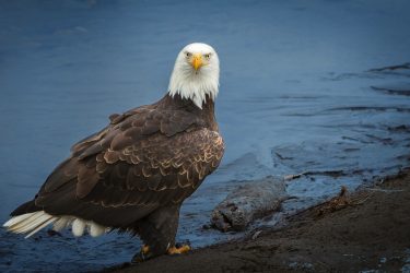 Nooksack River Eagle Nooksack River Bald Eagle_2015-01-03_6996c