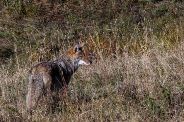 Coyote