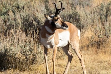 Antelope Buck Antelope Buck_2018-09-21_9210034