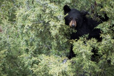 2019-05-21-131 Black_Bear_cubs_in-tree 2019-05-21-131 Black_Bear_cubs_in-tree