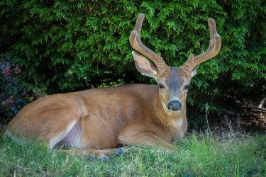 2019-06-26-24 Resting Blacktail Buck 2019-06-26-24 Resting Blacktail Buck
