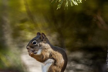 Gray Squirrel Gray Squirrel Squirrel_2019-09-25_200