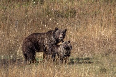 Grizzly w/ Second Year Cub Grizzly w/ Second Year Cub_19_0927252