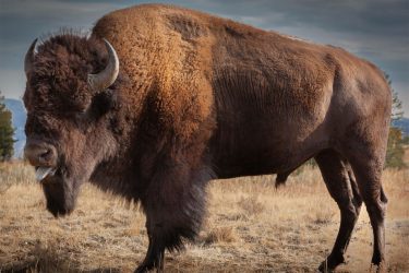 Bull Bison Bull Bison 2016-09-21_0151