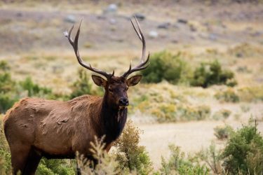 Bull Elk 2017-09-30-043 Bull Elk 2017-09-30-043