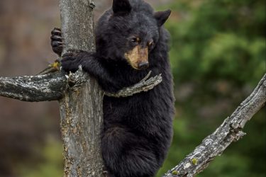 Black Bear Cub In Tree Black Bear Cub In Tree_2019-05-21-173
